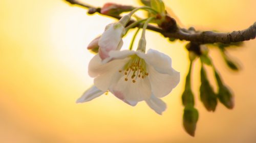 妊活に大切な「腎」の働き。 妊活に大切な「腎」の働き。