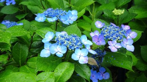 梅雨の時期に起こりやすい痛みは? 梅雨の時期に起こりやすい痛みは?